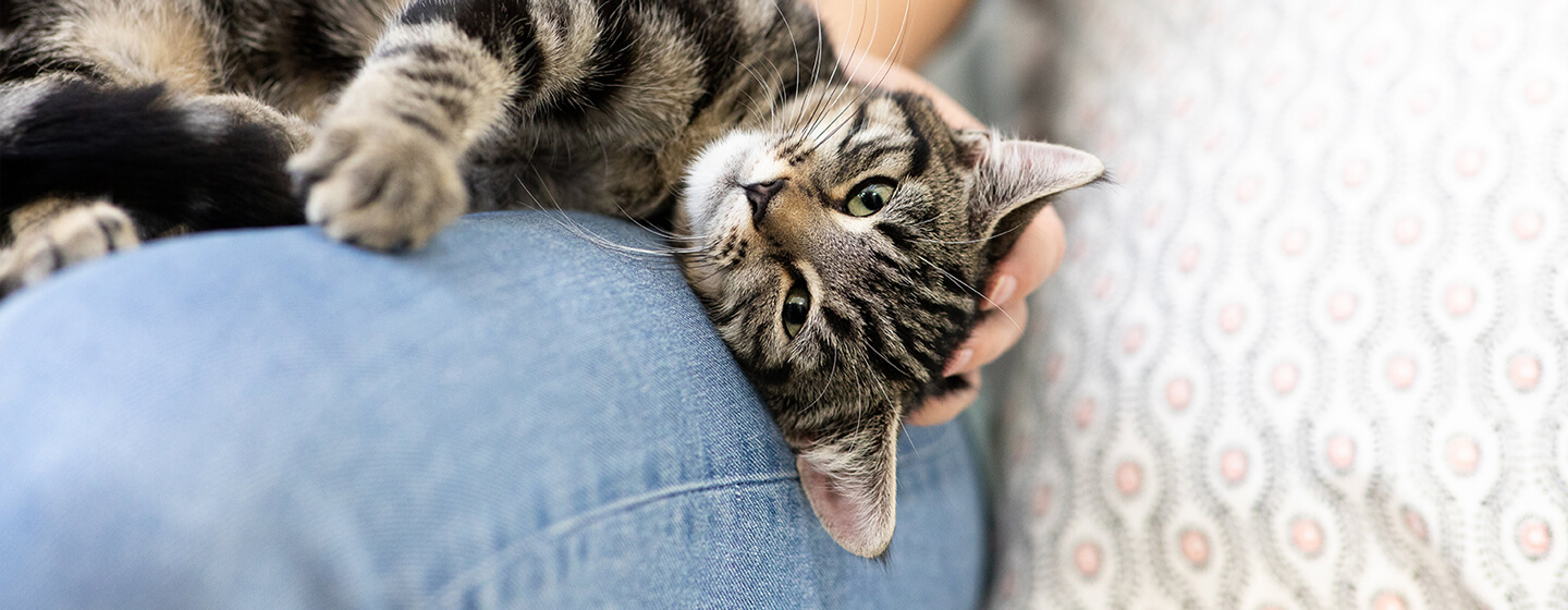 Kitten kneading and biting cheap blanket